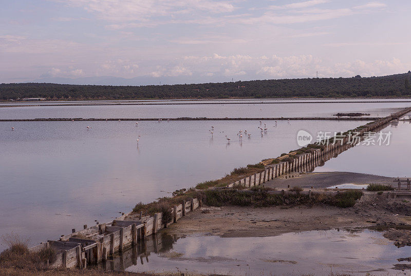 在土耳其ayvalik balikesir的盐水中进食的火烈鸟